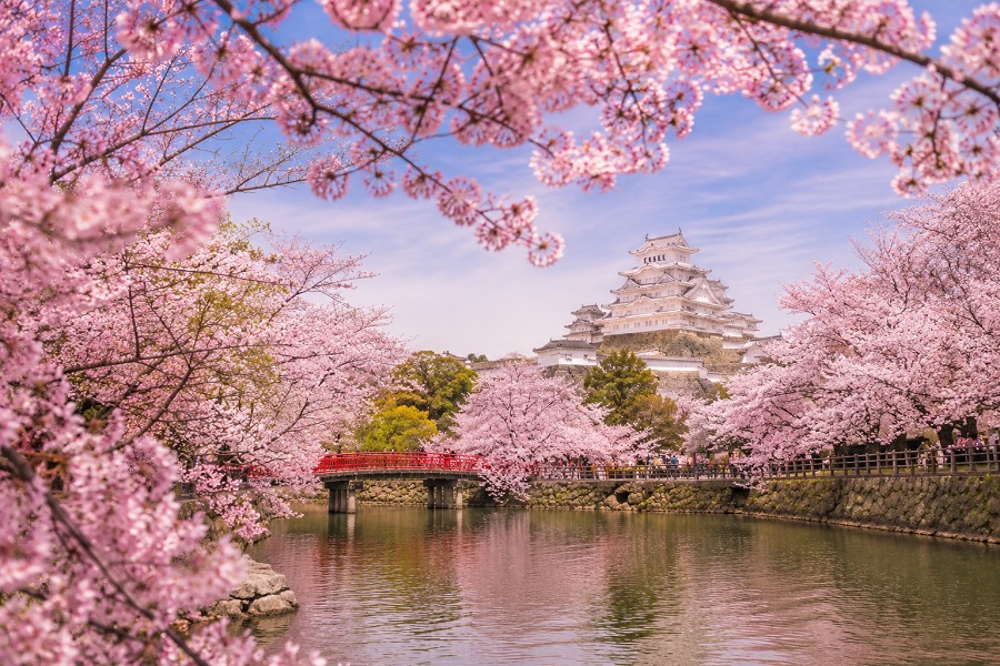Cherry Blossom Festivals Tourism  